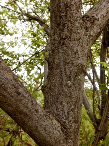 Lannea discolor stem