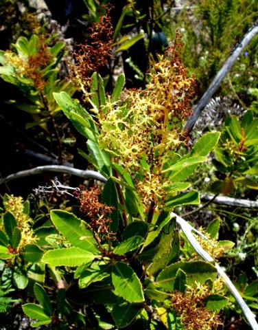 Laurophyllus capensis