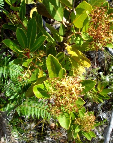Laurophyllus capensis resprouting after fire