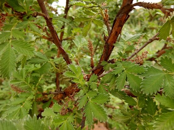 Leucosidea sericea leaves