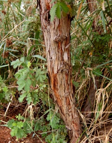 Leucosidea sericea bark