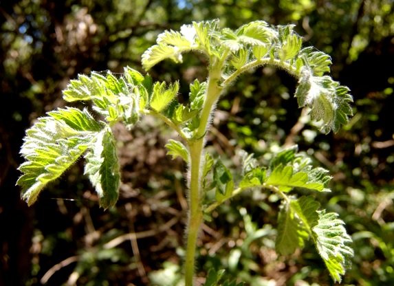 Leucosidea sericea stem-tip