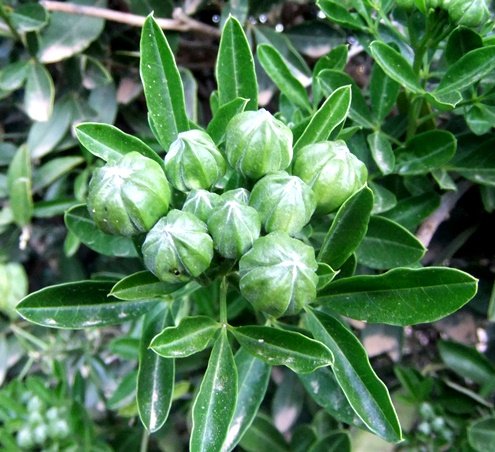 Maerua cafra