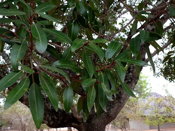 Mimusops zeyheri stems