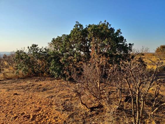 Mimusops zeyheri in the Waterberg