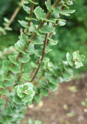 Morella cordifolia
