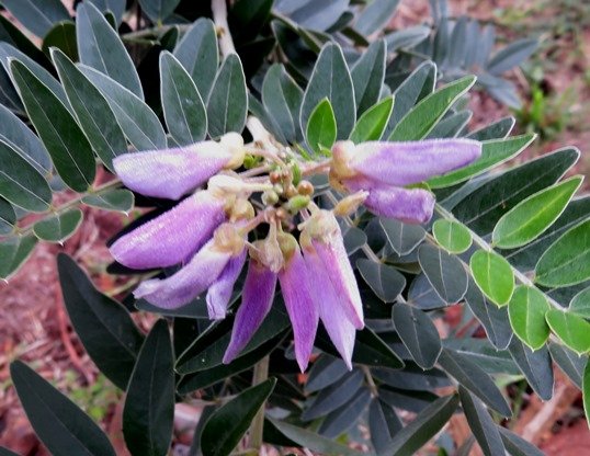 Mundulea sericea subsp. sericea young flower cluster