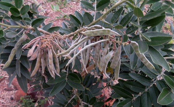 Mundulea sericea subsp. sericea abundance of fruit