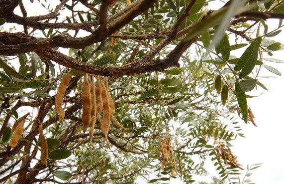 Mundulea sericea subsp. sericea pods