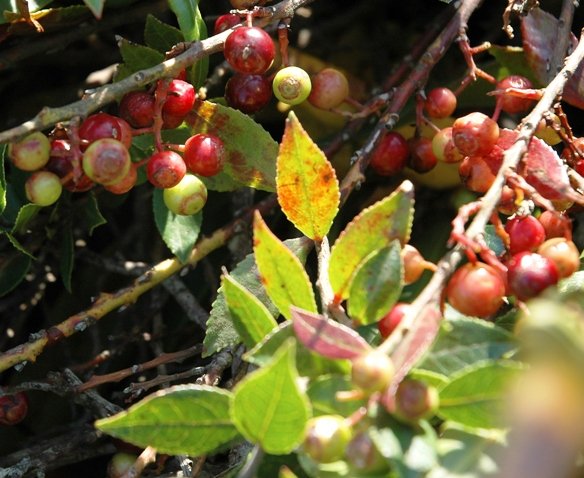 Myrsine africana