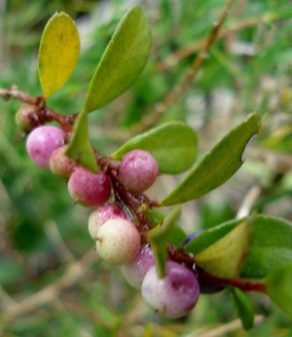Myrsine africana fruit