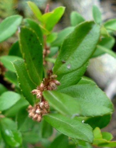 Myrsine africana flowers