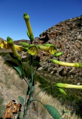 Nicotiana glauca
