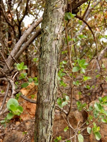 Nuxia congesta stem