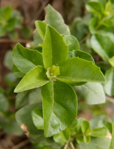 Nuxia congesta leaves