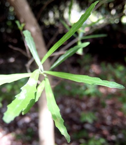 Nuxia oppositifolia