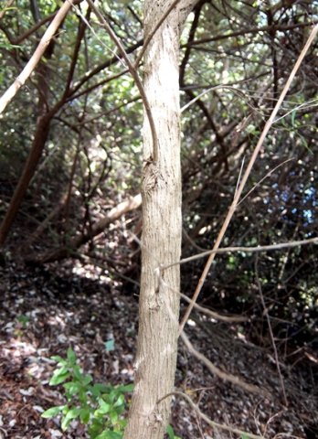 Nuxia oppositifolia stem
