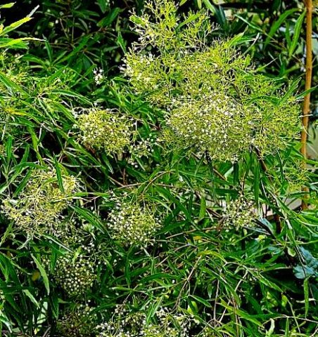 Nuxia oppositifolia inflorescences