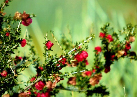 Nymania capensis white branchlets at the Gariep