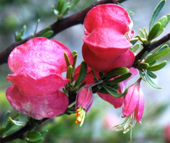 Nymania capensis flowers and fruits