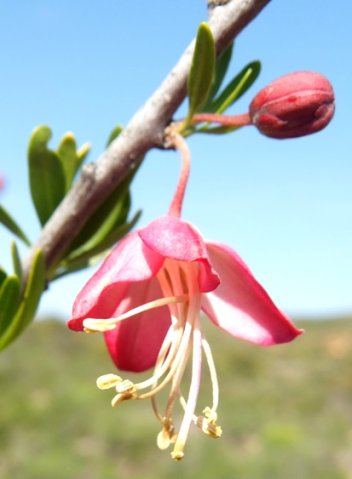 Nymania capensis flower and bud
