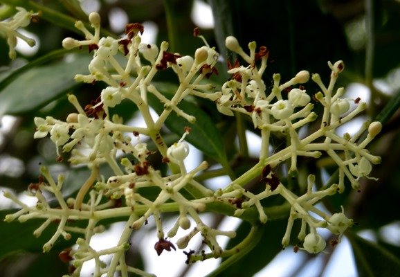 Olea capensis subsp. capensis flowering stages