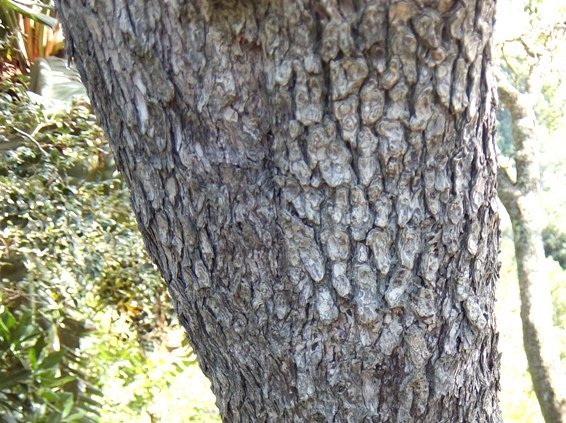 Olinia ventosa bole