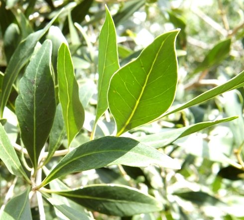 Olinia ventosa leaves