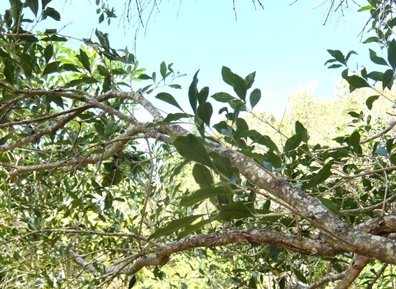 Olinia ventosa