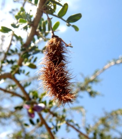 Ormocarpum trichocarpum pod