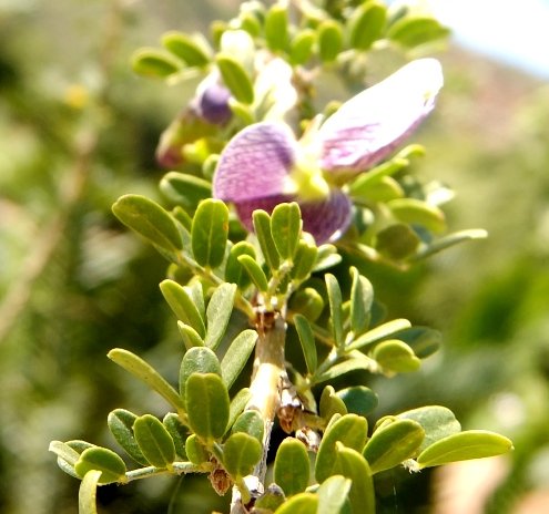 Ormocarpum trichocarpum leaves