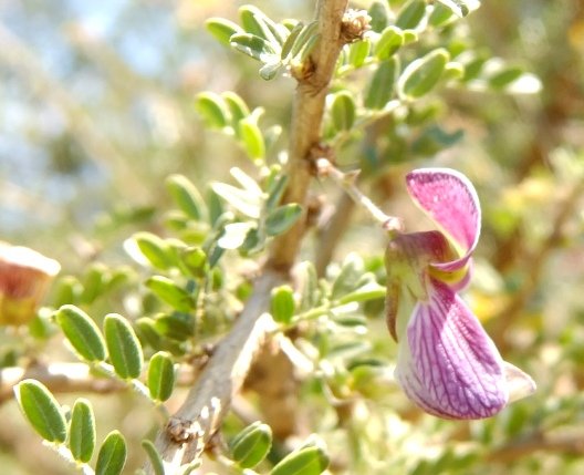 Ormocarpum trichocarpum flower