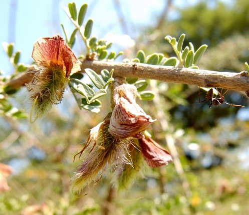 Ormocarpum trichocarpum and ant