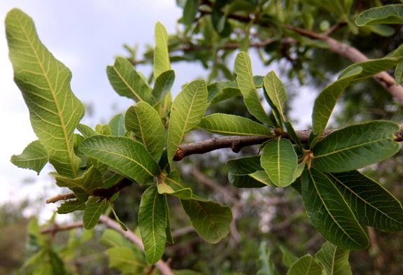 Pappea capensis leaves