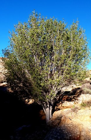 Pappea capensis 