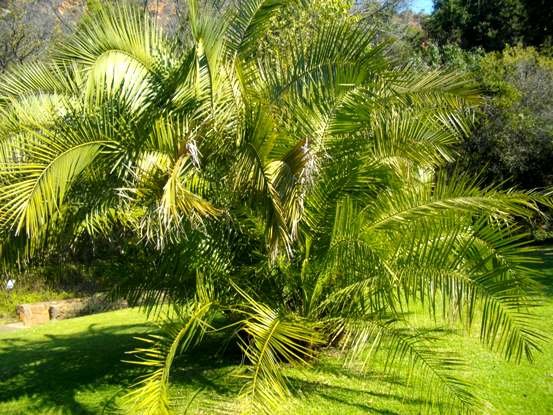 Phoenix reclinata