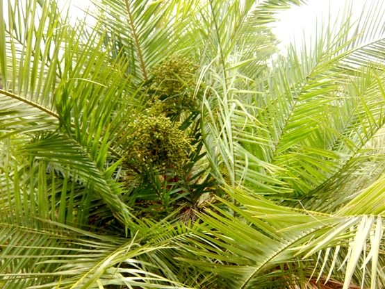 Phoenix reclinata green fruit