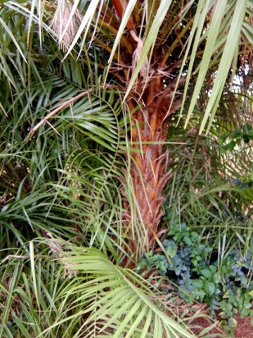 Phoenix reclinata stem