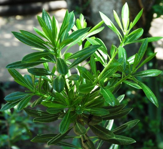 Pittosporum viridiflorum