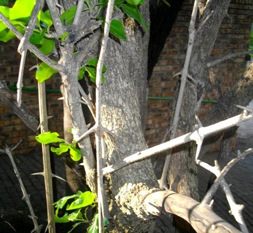 Canthium armatum stems and spines