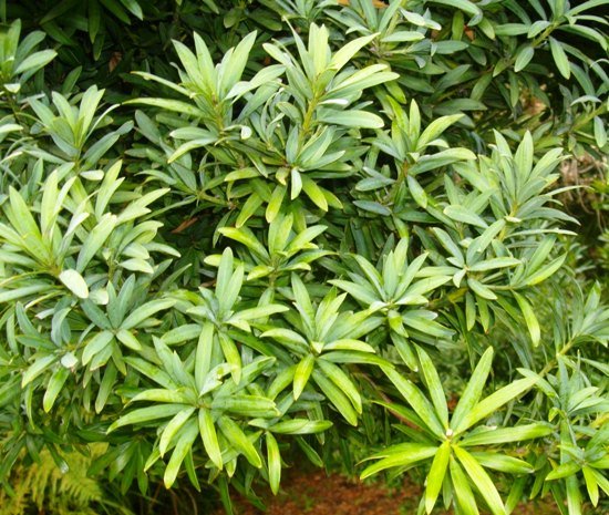 Podocarpus elongatus
