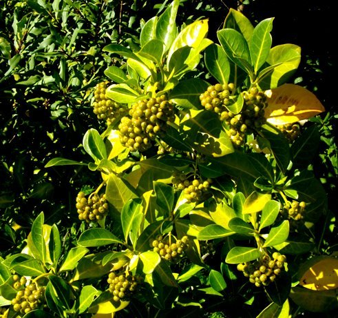 Psychotria capensis subsp. capensis green fruit