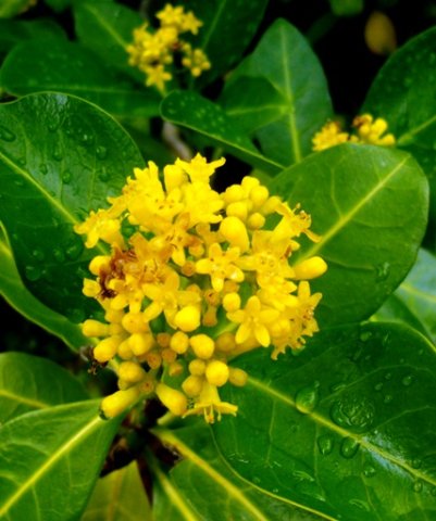 Psychotria capensis subsp. capensis flowers