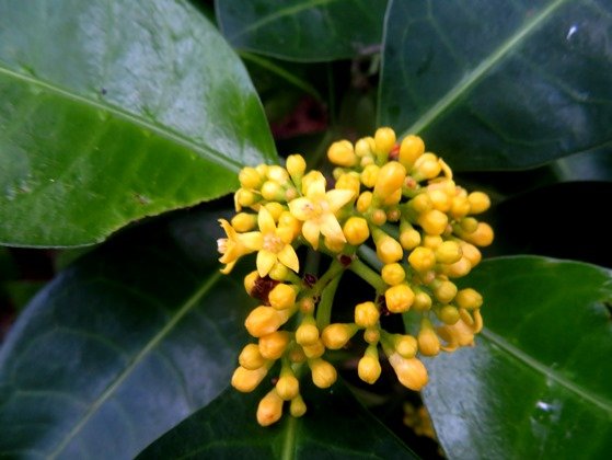 Psychotria capensis subsp. capensis buds