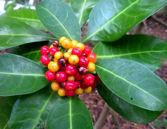 Psychotria capensis subsp. capensis red fruit