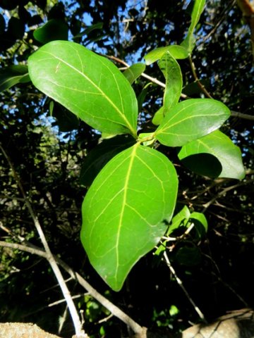 Psydrax obovata subsp. obovata
