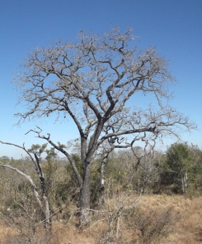 Pterocarpus angolensis