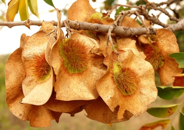 Pterocarpus angolensis pods