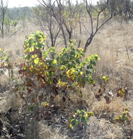 Pterocarpus rotundifolius subsp. rotundifolius