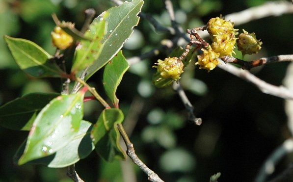 Pterocelastrus echinatus